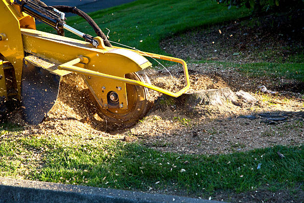 Tree and Shrub Care in China, TX