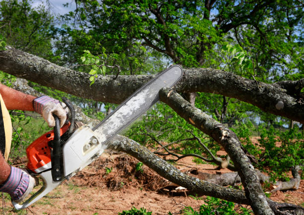 Professional  Tree Services in China, TX